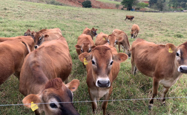 Gado Jersey: da Coroa Britânica a Braço do Norte