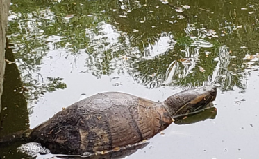 Mais tartarugas mortas na Praça do Congresso
