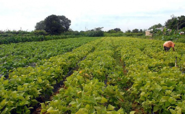 Bancos terão de destinar mais R$ 6 bi para pequenos produtores