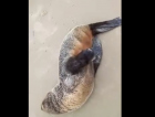 Dois leões marinhos são encontrados no Rincão (VÍDEO)