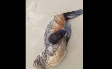 Dois leões marinhos são encontrados no Rincão (VÍDEO)