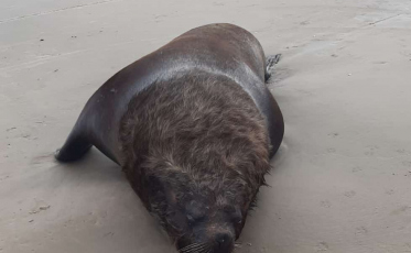 Leão-marinho é encontrado morto em Balneário Arroio do Silva