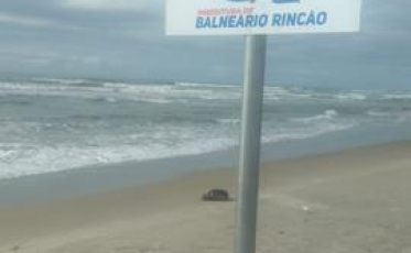 Mais um lobo marinho no Rincão (VÍDEO)