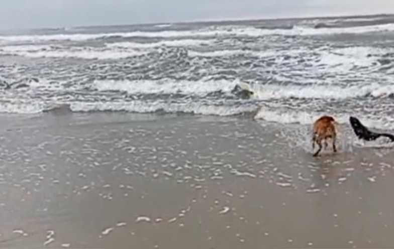VÍDEO: Lobo-marinho aparece no mar em SC, é atacado por cães, mas é 
