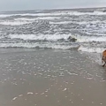 VÍDEO: Lobo-marinho aparece no mar em SC, é atacado por cães, mas é 