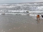 VÍDEO: Lobo-marinho aparece no mar em SC, é atacado por cães, mas é 