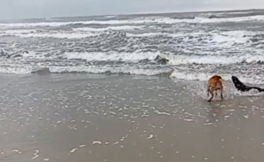 VÍDEO: Lobo-marinho aparece no mar em SC, é atacado por cães, mas é 