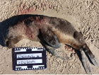 Lobo-marinho é encontrado morto após ataque de cão em praia de SC