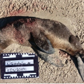 Lobo-marinho é encontrado morto após ataque de cão em praia de SC