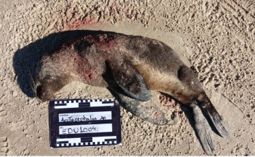 Lobo-marinho é encontrado morto após ataque de cão em praia de SC