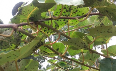 Doença asiática nas folhas do quivi é localizada em Santa Catarina