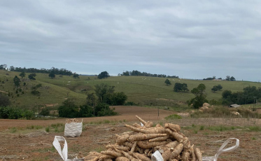 Primeira edição da Feira da Mandioca fomenta alimento com importância econômica, histórica e cultural