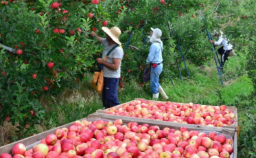 Exportações de maçã e suínos são destaque no Boletim Agropecuário de abril