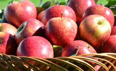 Com a maçã Fuji, Santa Catarina conquista sua sexta Indicação Geográfica