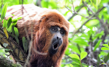 Confirmada a primeira morte de macaco por febre amarela