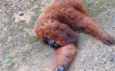 Exame confirma Febre Amarela em macacos encontrados em Urussanga