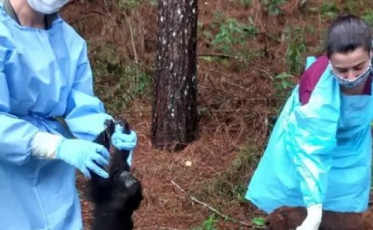 Alerta: três macacos têm mortes confirmadas por Febre Amarela