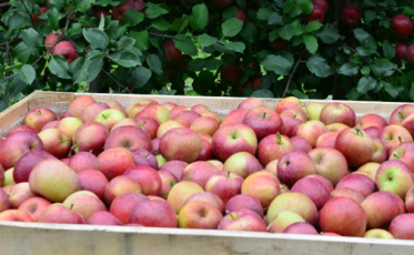 Boletim Agropecuário de setembro destaca próxima safra de maçã