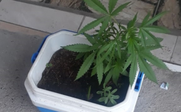 PM flagra maconha em casa no Imperatriz