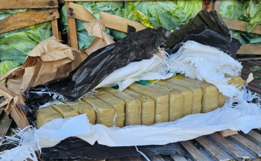 Carga de repolho escondia quase 2,5 toneladas de maconha em SC