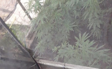 Mulher com esclerose múltipla é autuada por plantação de sete pés de maconha