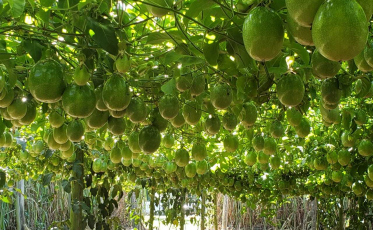 Estiagem pode trazer prejuízos à agricultura do Sul