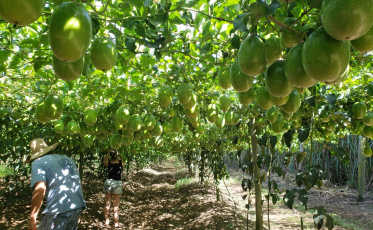 Maracujá, o fenômeno da Amesc