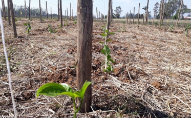 Cooperja realiza experimento em parceria com a UFRGS