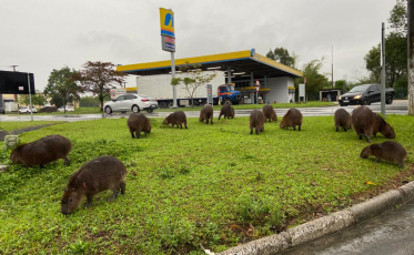 Aumento de capivaras em áreas urbanas acende alerta em Urussanga 