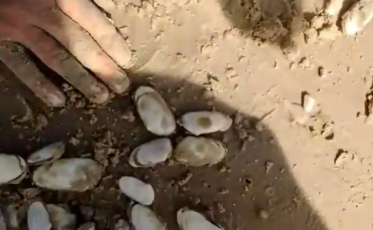 Estado orienta: não consumir mariscos coletados no Arroio do Silva