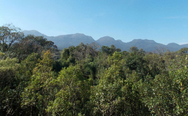 Desmatamento da Mata Atlântica no último ano foi o menor desde 1985