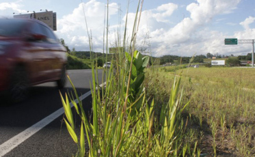 “Eu vou dar uma olhada