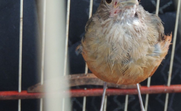 Mais de mil denúncias de maus tratos de animais chegaram à Famcri em 2021