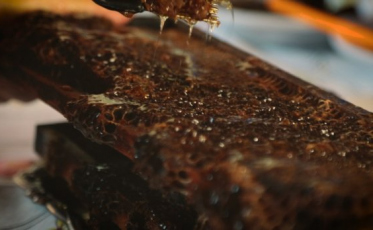 Cerca de 30 apicultores e meliponicultores participam de feira virtual