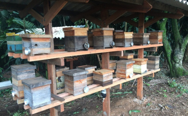 Meliponicultores da região enfrentam dificuldades na criação das abelhas