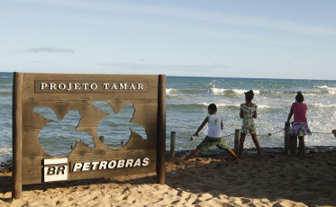 Tamar comemora 40 anos com 40 milhões de tartarugas soltas