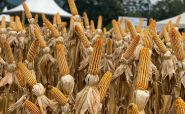 Santa Catarina inicia distribuição de sementes de milho do Programa Terra Boa