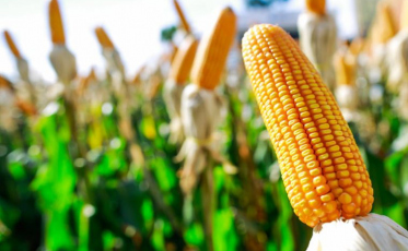 A busca alternativas para o abastecimento de milho  