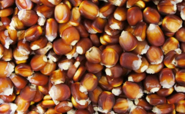 Epagri lança edital para contratar empresas multiplicadoras de sementes de milho