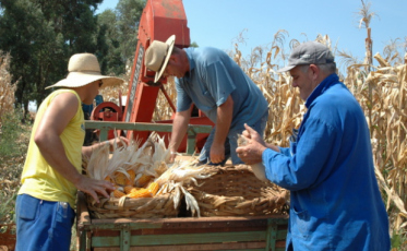 Produção de milho pode crescer 2,5 milhões de toneladas em SC sem ampliar área plantada