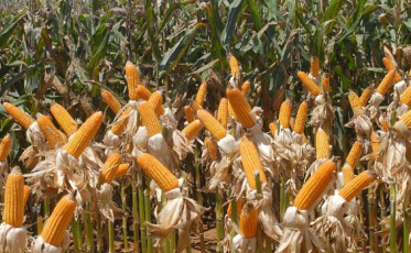 Agronegócio brasileiro exportou US$ 96,8 bilhões em 2019