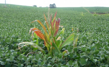Estado lança campanha para eliminação do milho guaxo e combate à cigarrinha  