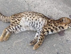 Tragédia silenciosa: Animais silvestres morrem atropelados nas estradas