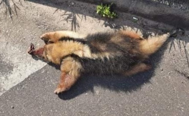 Tragédia silenciosa: Animais silvestres morrem atropelados nas estradas
