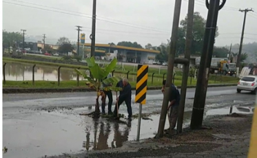 Urussanga: moradores plantam bananeira em buraco na Rodovia Genésio Mazon (VÍDEO) 