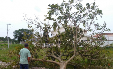 Morro da Fumaça: árvores prejudiciais às abelhas passam a ser substituídas