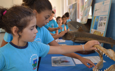 Vida marinha aterrissa em Morro da Fumaça