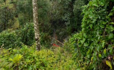 Motorista morre após capotar o veículo em Criciúma