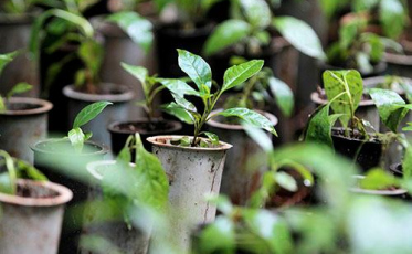 Dia do Meio Ambiente será celebrado com entrega de mudas drive-thru