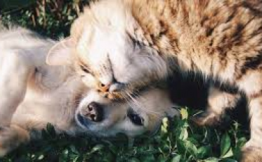 Mutirão de castração da ONG Amigo Bicho segue de terça a sábado 